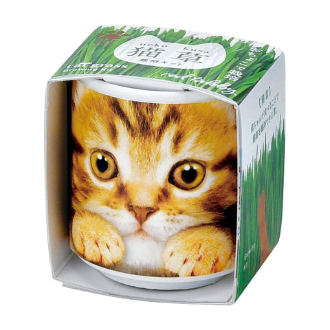 SEISHIN 用貓草|貓用玻璃杯簡單栽培、室內裝飾的貓草（橘貓）