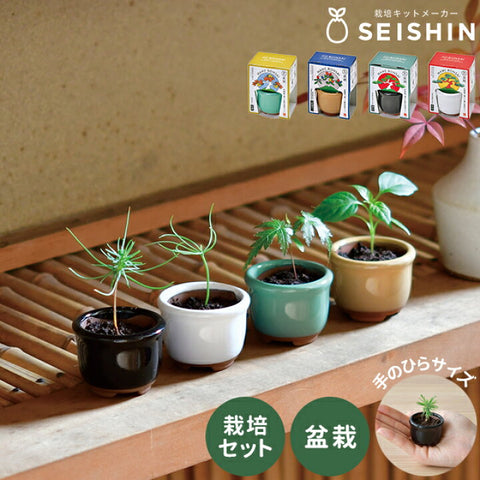 Seishin Pottery HACO MAME 盆景栽培套裝