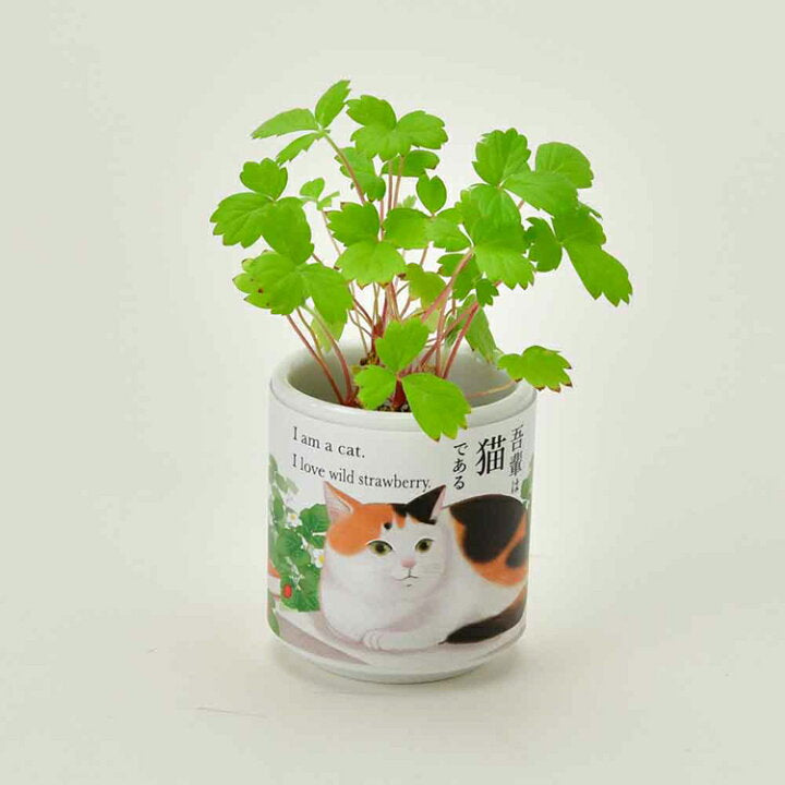 SEISHIN 吾輩貓 野生草莓 Wild strawberry