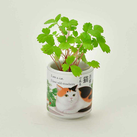 SEISHIN 吾輩貓 野生草莓 Wild strawberry