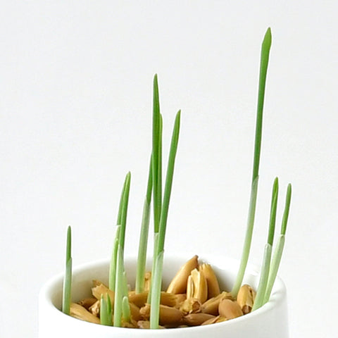 SEISHIN 用貓草|貓用玻璃杯簡單栽培、室內裝飾的貓草（黒白貓）