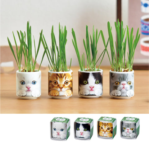 SEISHIN 用貓草|貓用玻璃杯簡單栽培、室內裝飾的貓草（白貓）