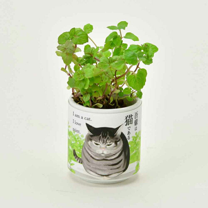 SEISHIN 吾輩貓 薄荷 Mint