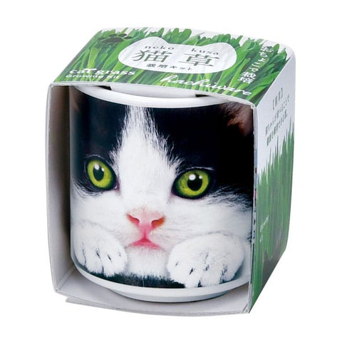 SEISHIN 用貓草|貓用玻璃杯簡單栽培、室內裝飾的貓草（黒白貓）