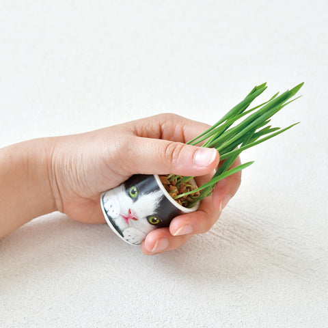 SEISHIN 用貓草|貓用玻璃杯簡單栽培、室內裝飾的貓草（橘貓）