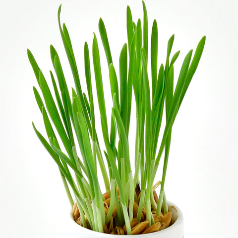 SEISHIN 用貓草|貓用玻璃杯簡單栽培、室內裝飾的貓草（白貓）