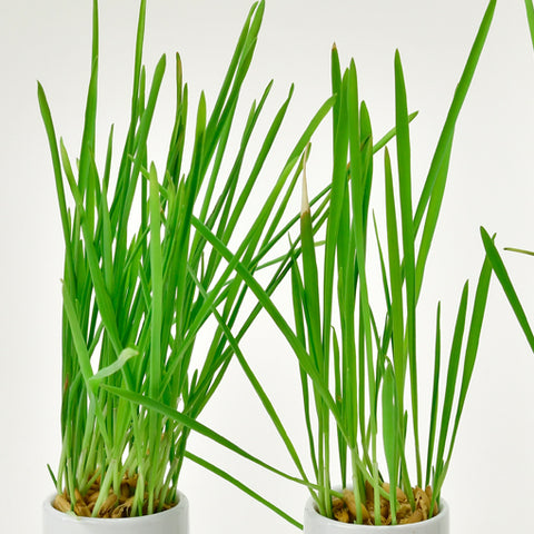 SEISHIN 用貓草|貓用玻璃杯簡單栽培、室內裝飾的貓草（白貓）