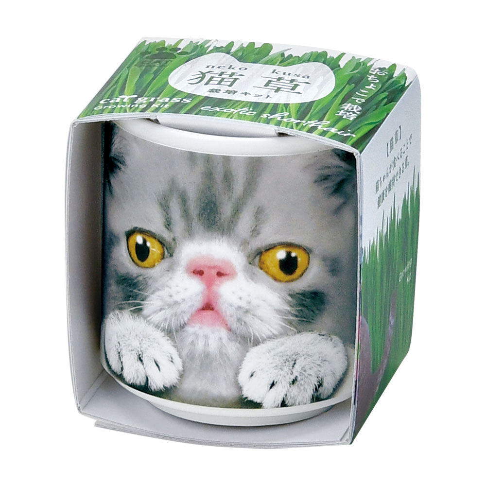 SEISHIN 用貓草|貓用玻璃杯簡單栽培、室內裝飾的貓草（灰貓）