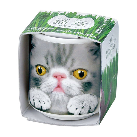 SEISHIN 用貓草|貓用玻璃杯簡單栽培、室內裝飾的貓草（灰貓）