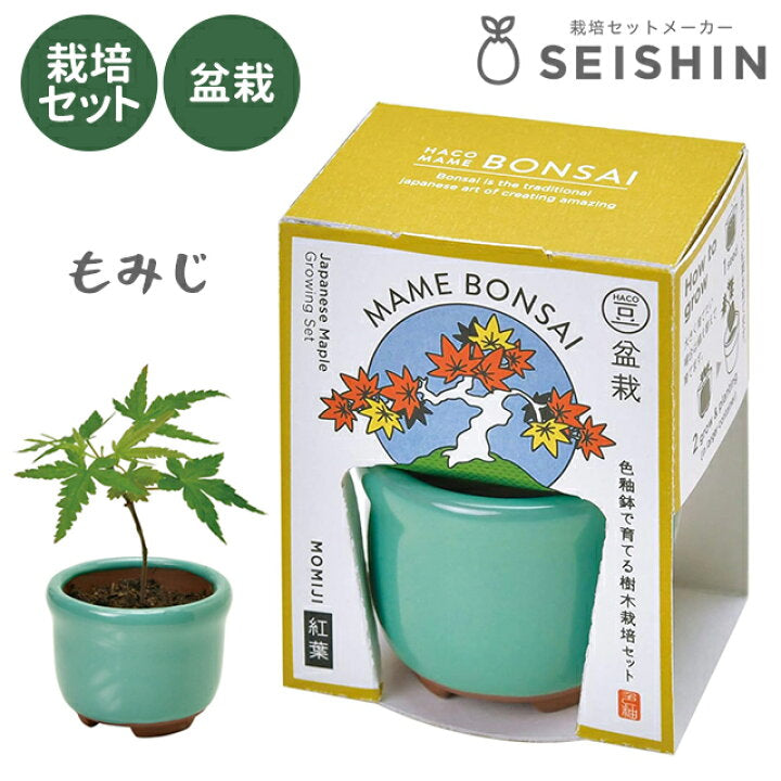 Seishin Pottery HACO MAME 盆景栽培套裝