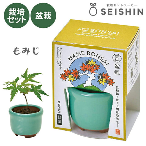 Seishin Pottery HACO MAME 盆景栽培套裝